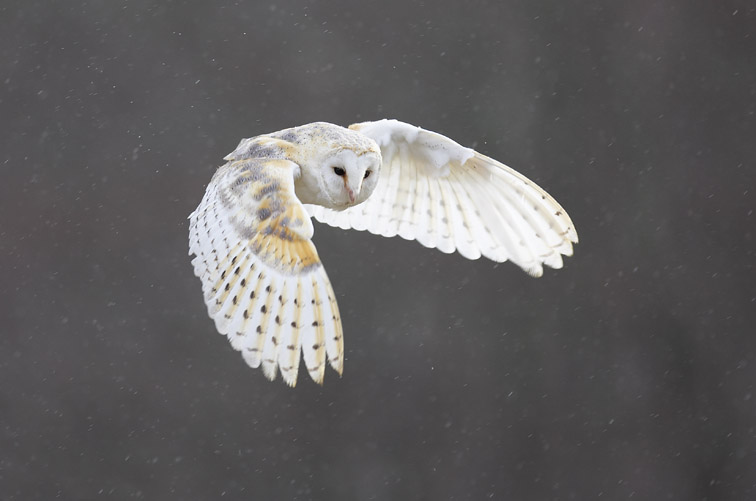 Barn Owl (Tyto alba) adult in flight in light rain. Scotland. February 2008.
